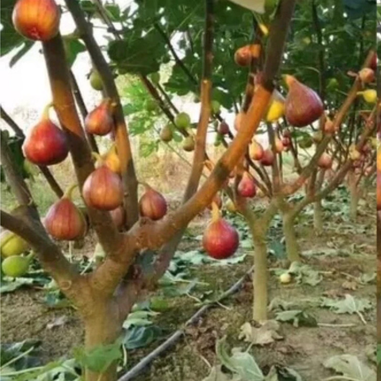 نهال انجیر سبز