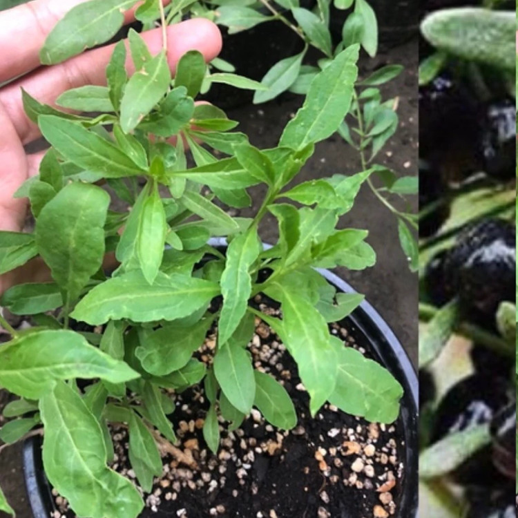 نهال گوجی بری سیاه