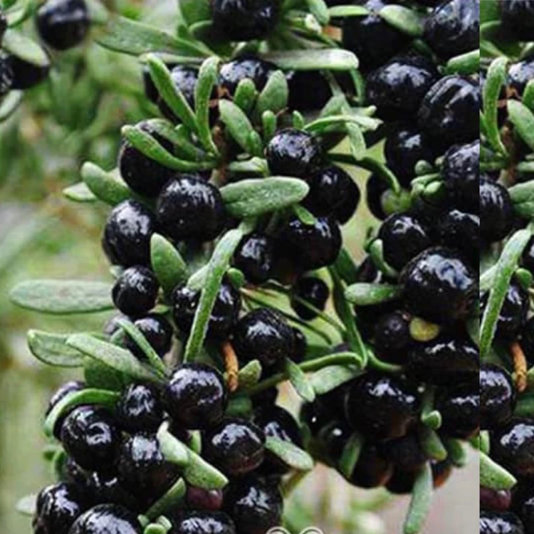 نهال گوجی بری سیاه