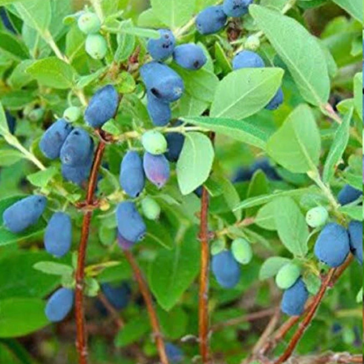 نهال هانی بری