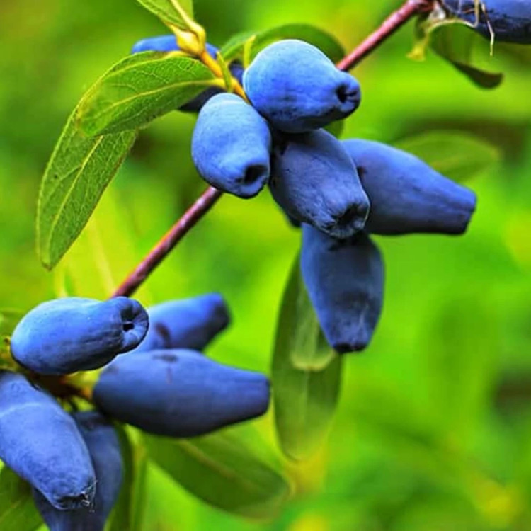 نهال هانی بری