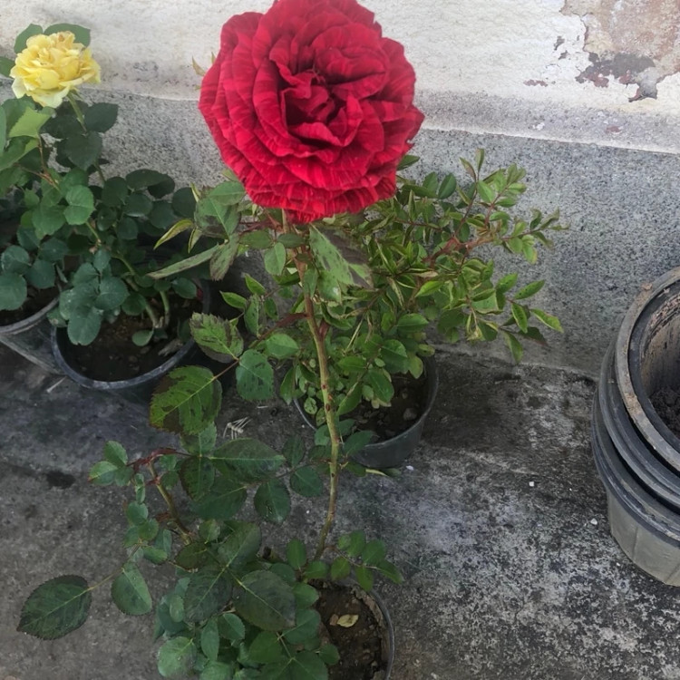 نهال رز مخملی