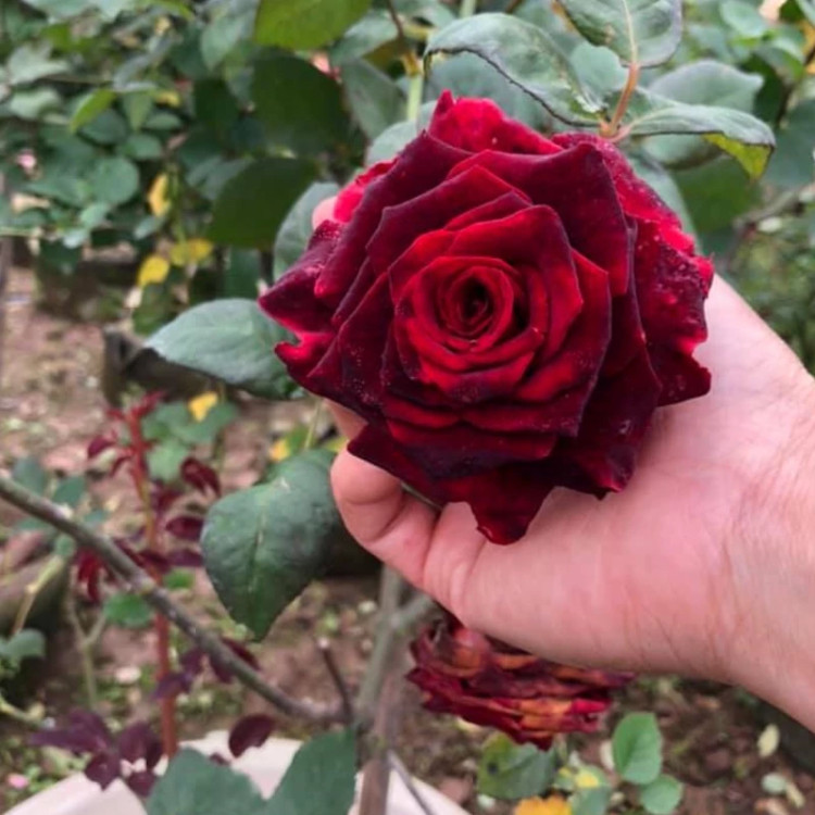 نهال رز مخملی