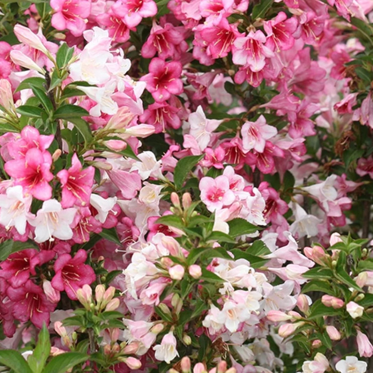 بوته وایگیلیا