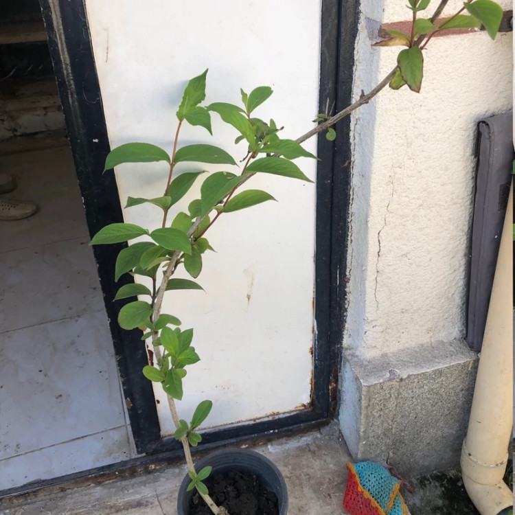 بوته وایگیلیا