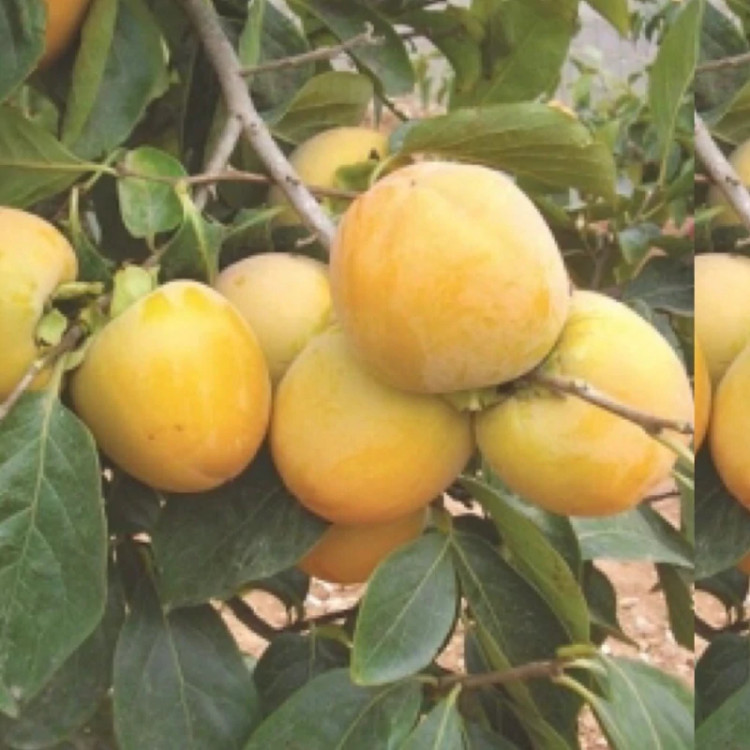 نهال خرمالو شکلاتی