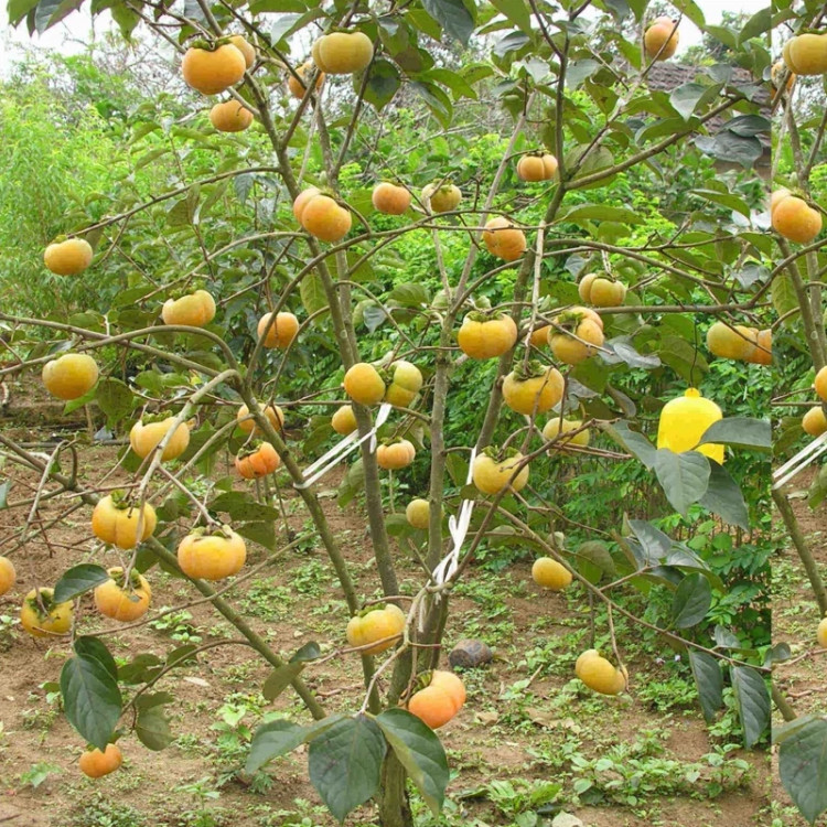 نهال خرمالو شکلاتی
