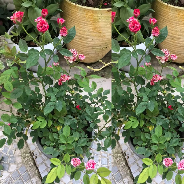 نهال رز جولیو