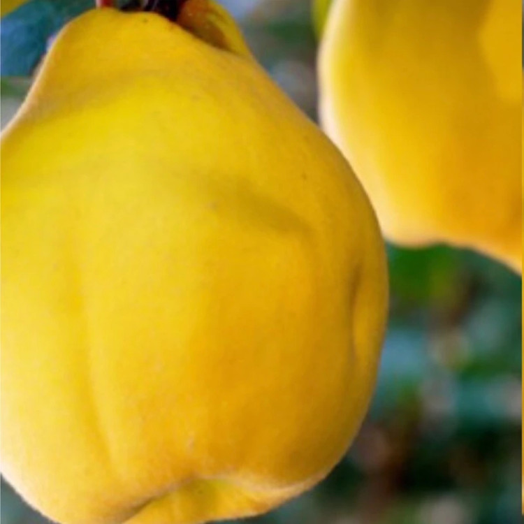 نهال میوه به