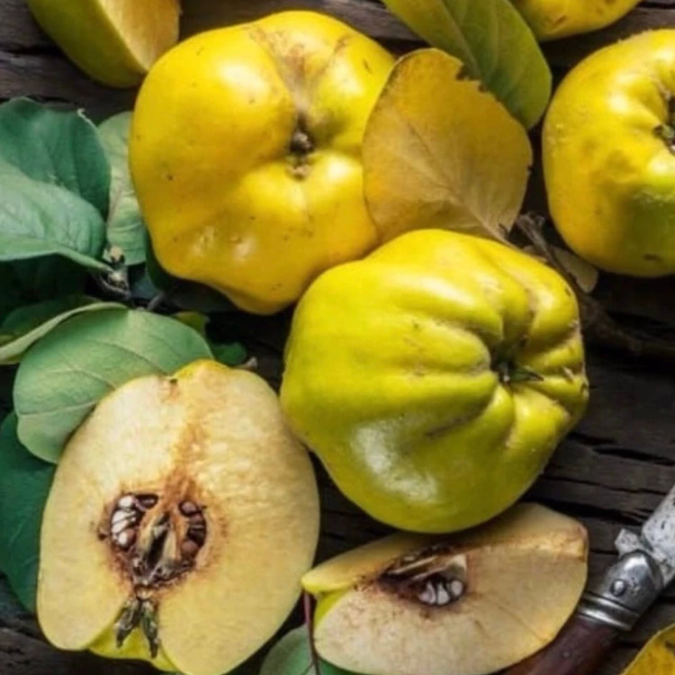 نهال میوه به