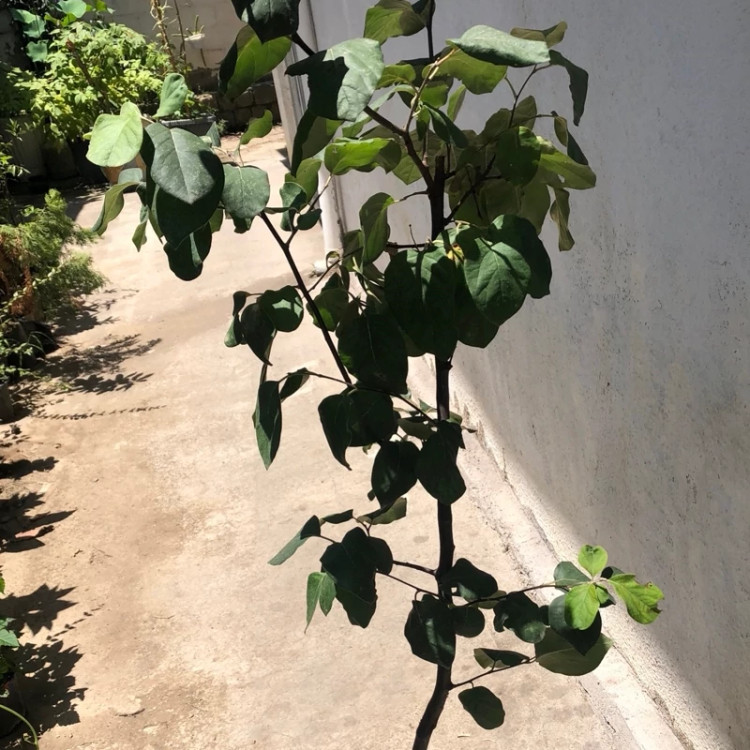 نهال میوه به
