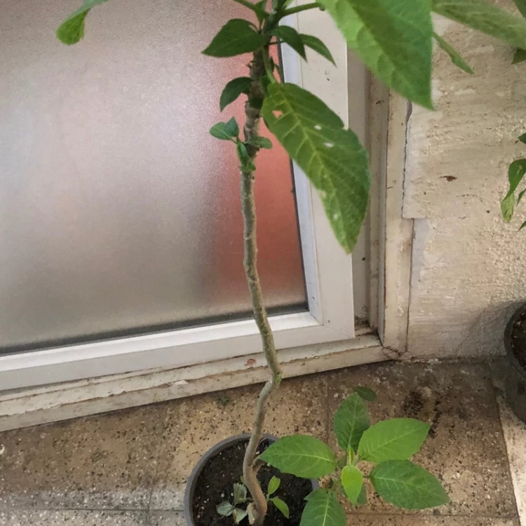 نهال تاتوره دایمی سفید
