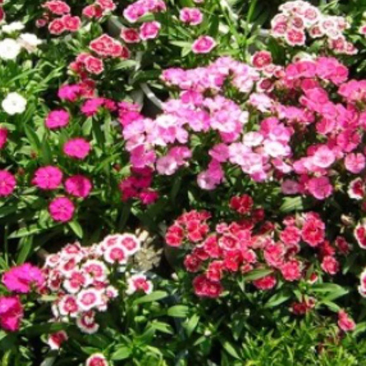 بوته گل میخک رنگی