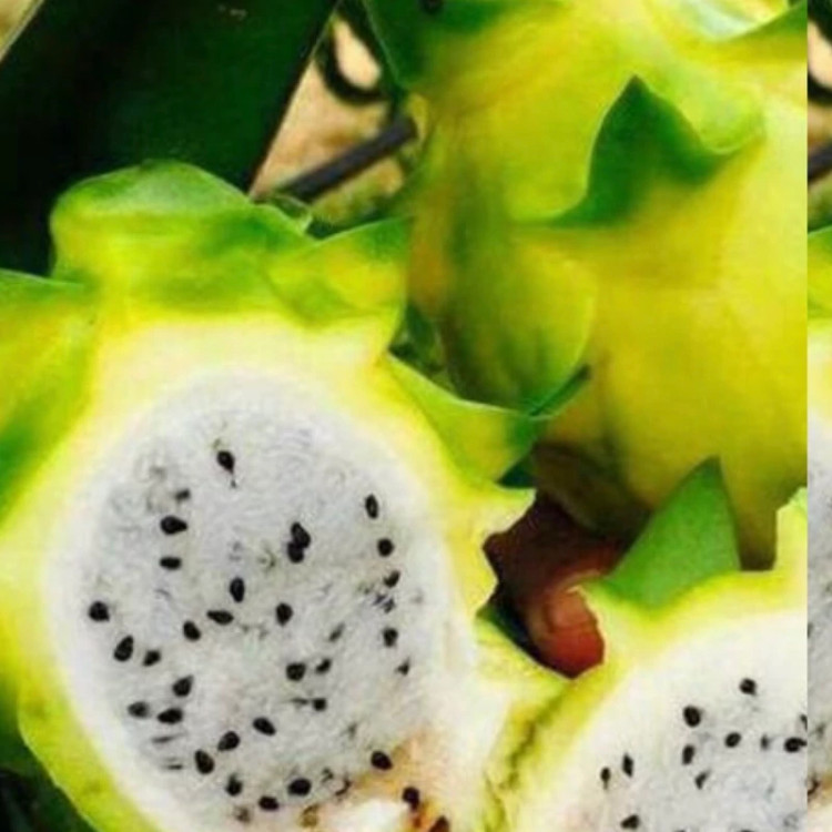 نهال قلمه دراگون فروت زرد