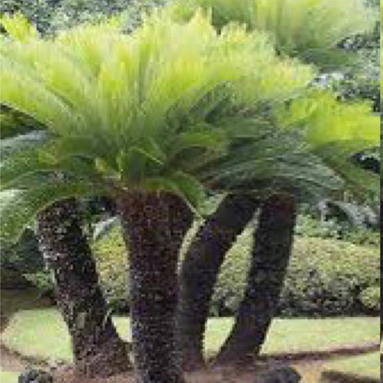 نهال نخل سیکاس سن بالا