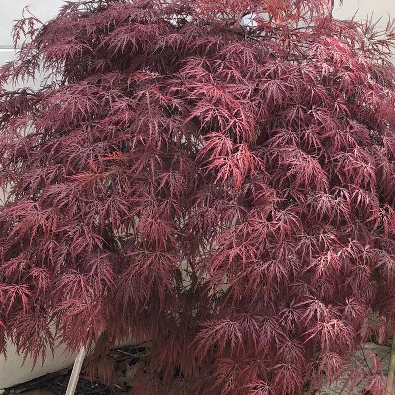 نهال افرا مجنون قرمز ژاپنی