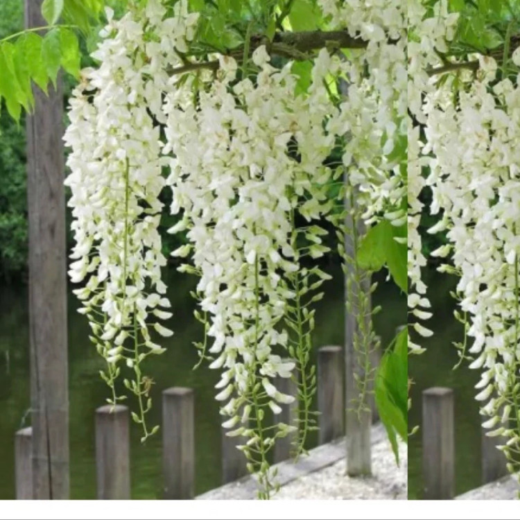 نهال گلیسین سفید ژاپنی
