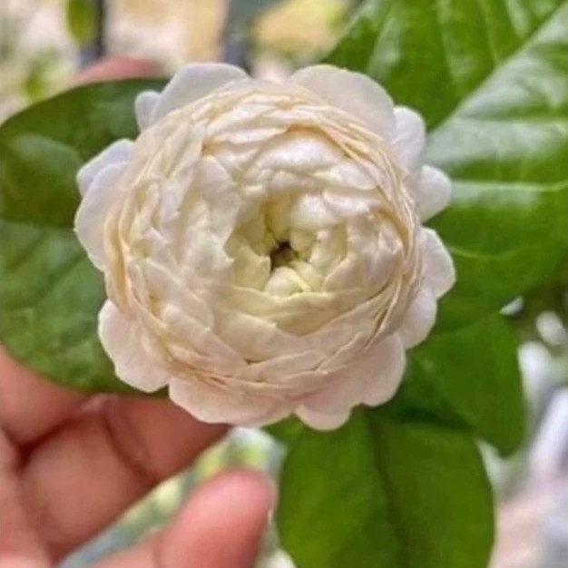 نهال یاس رازقی