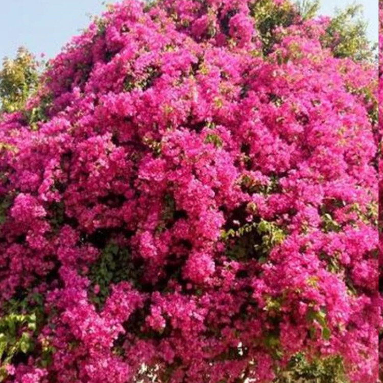 نهال گل کاغذی صورتی