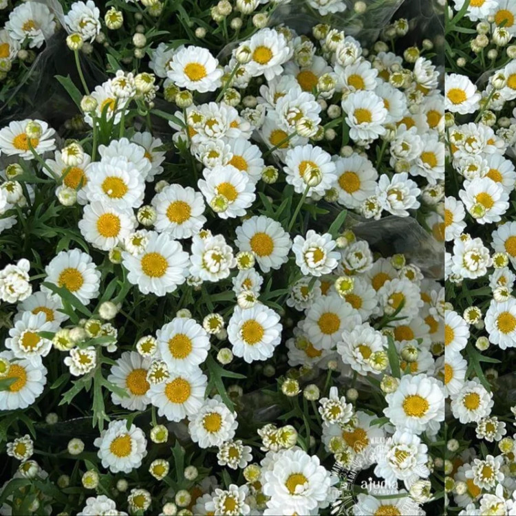 نهال بابونه آلمانی