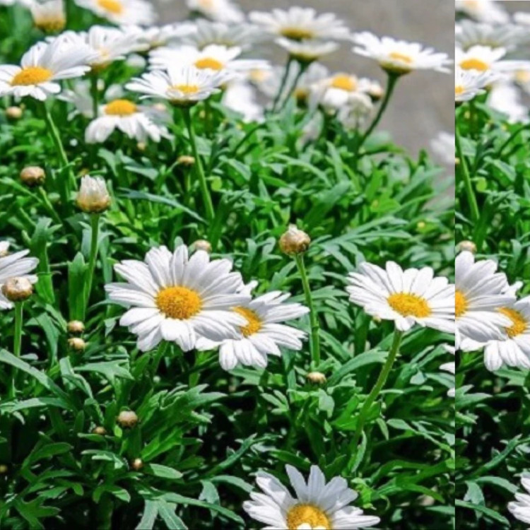 نهال بابونه آلمانی