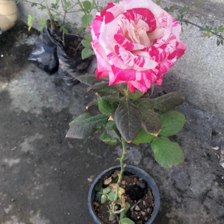 نهال رز چیتی