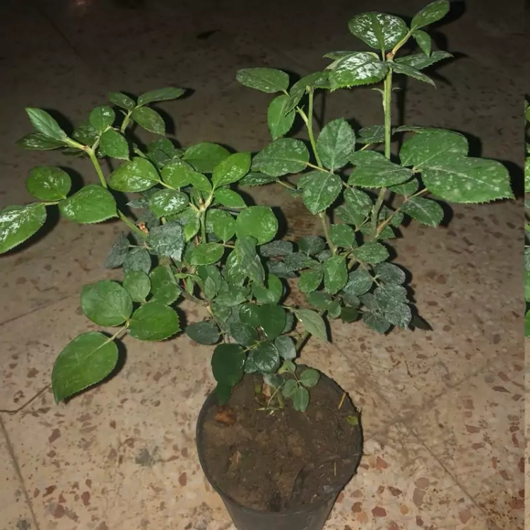 نهال رز پشت نقره