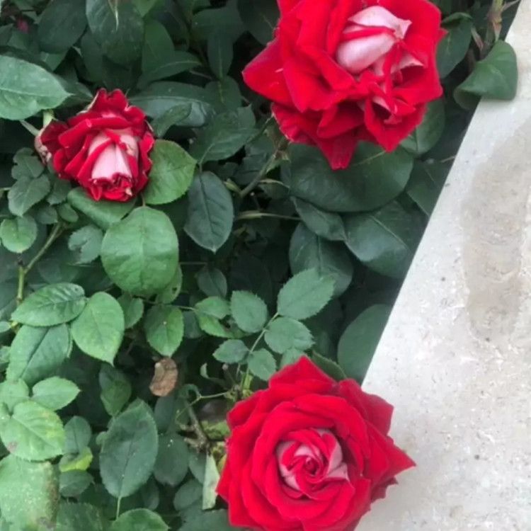 نهال رز پشت نقره