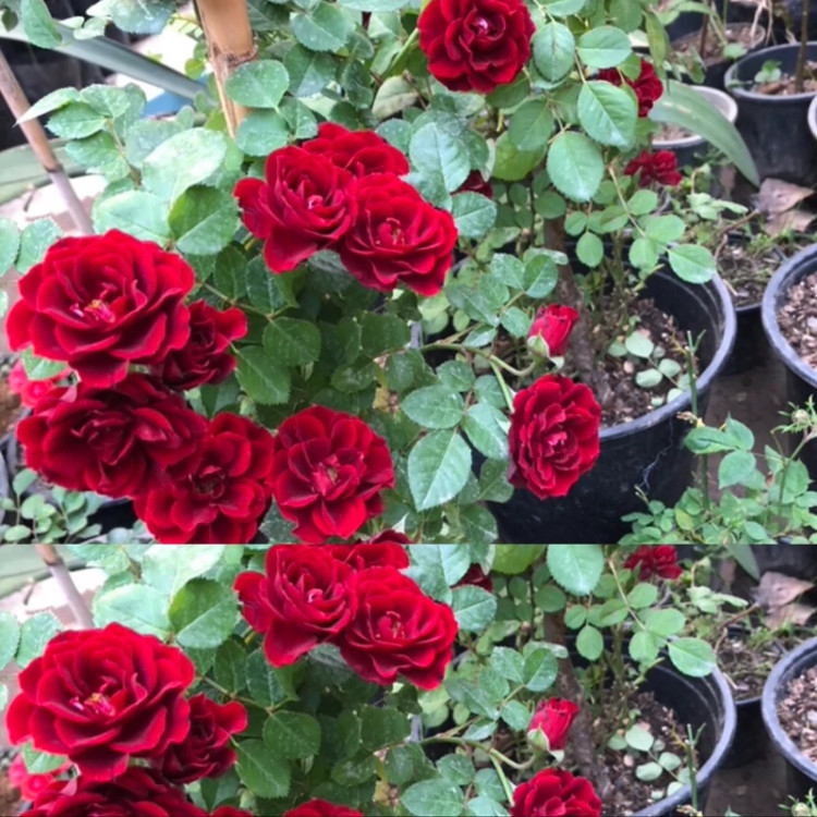نهال رز خوشه ای