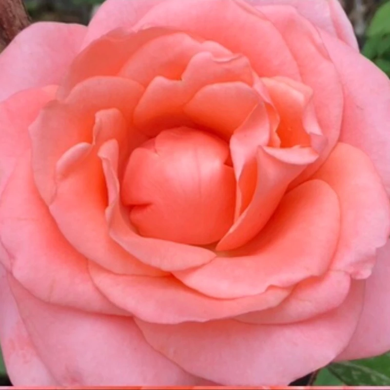 نهال رز نارنجی