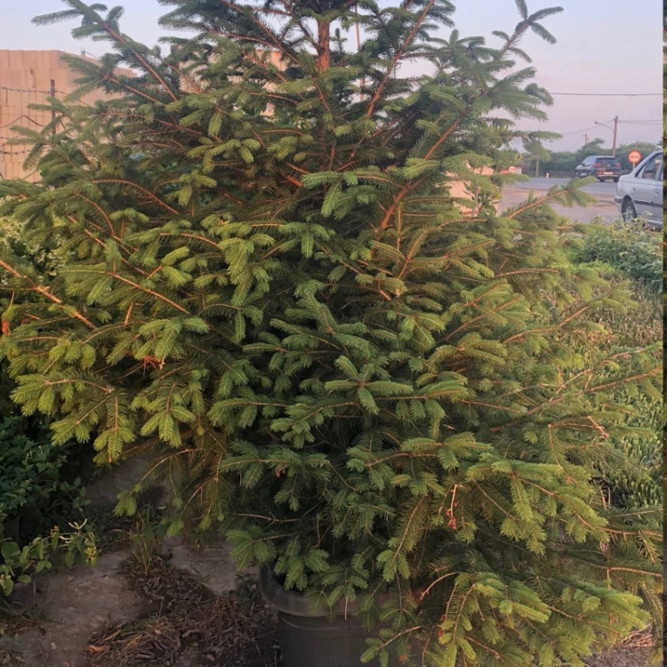 نهال نوئل سبز