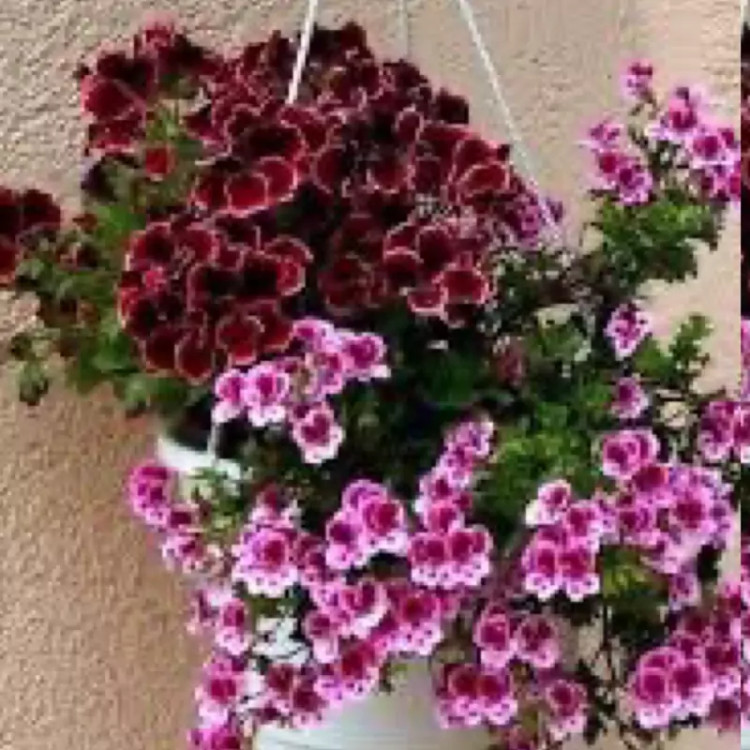 بوته گل شمعدانی اژدر