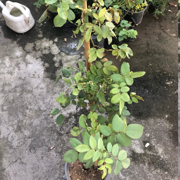 نهال رز سلطنتی