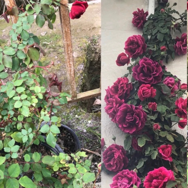 نهال رز سلطنتی