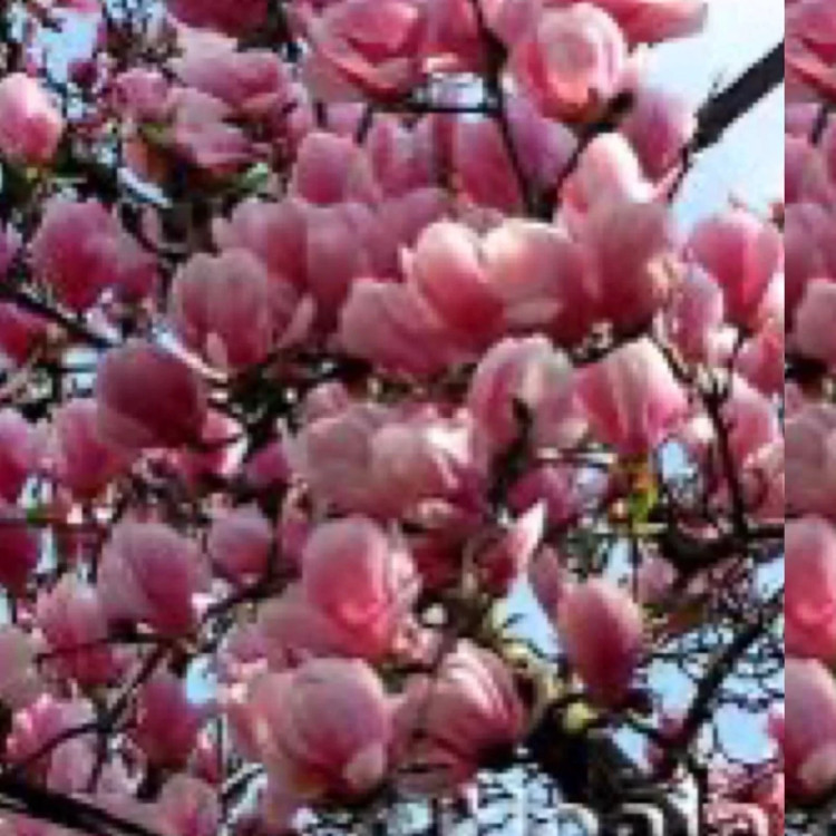 نهال ماگنولیا 10 ساله