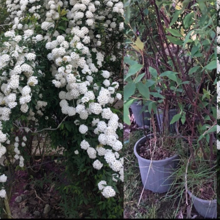 نهال گل اسپیره