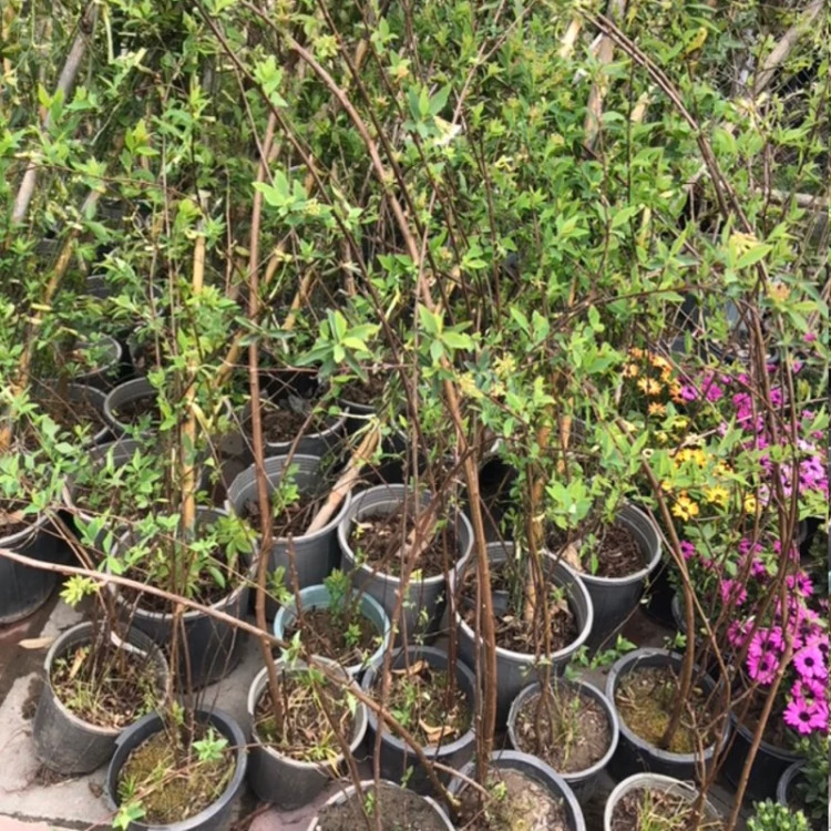 نهال گل اسپیره