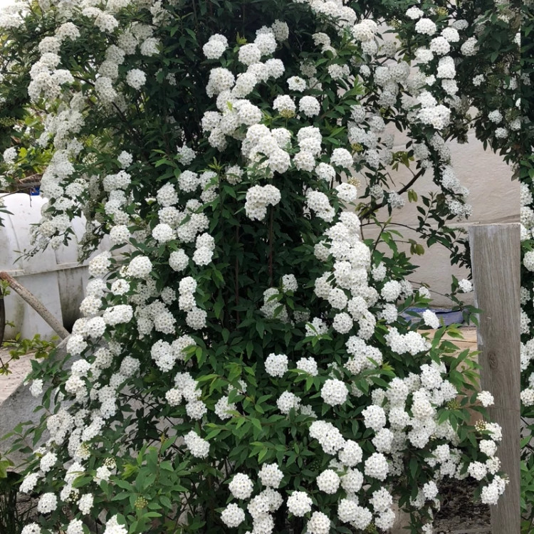 نهال گل اسپیره