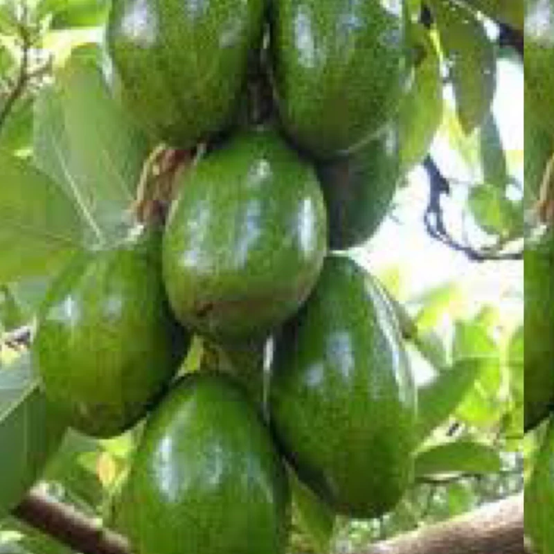 نهال آووکادو
