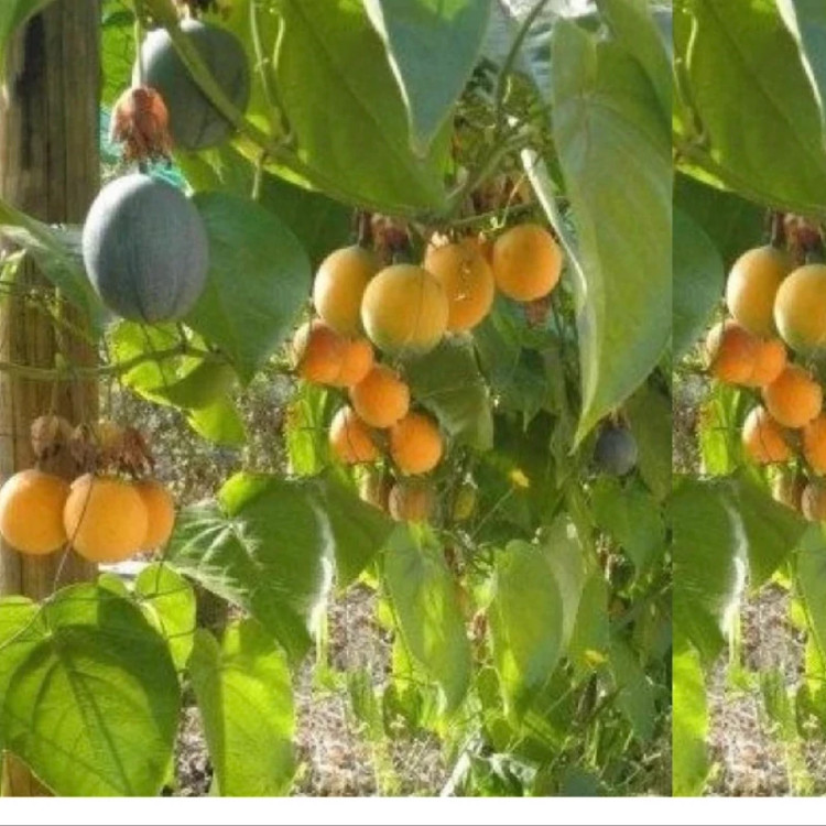 نهال پشن فروت گراندیلا