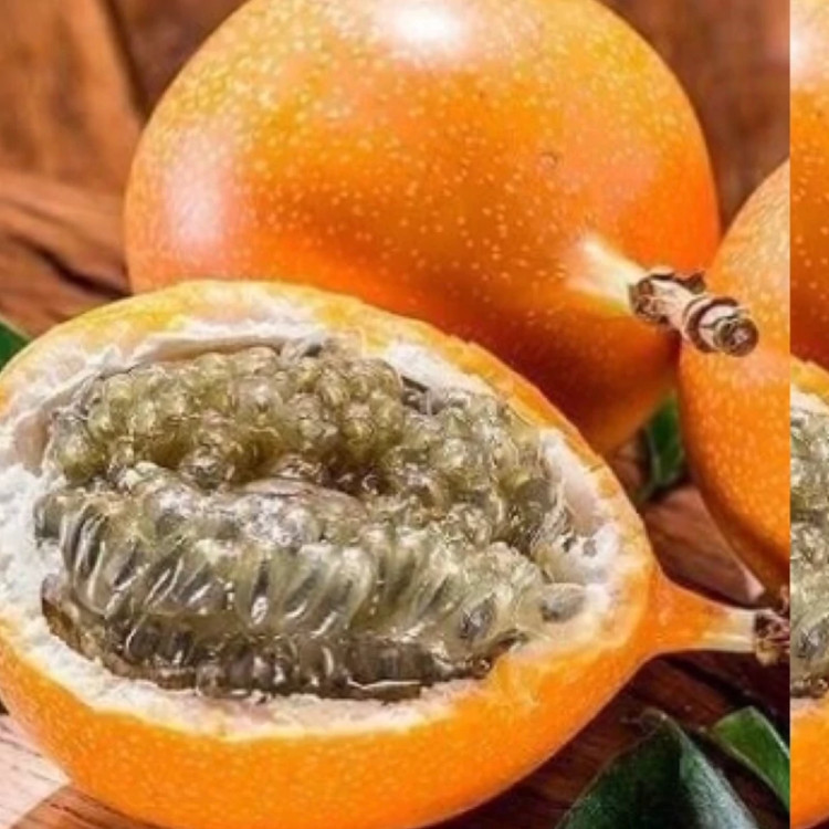 نهال پشن فروت گراندیلا