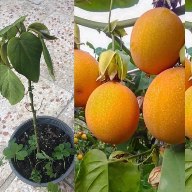 نهال پشن فروت گراندیلا