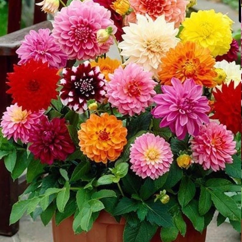 بوته گل کوکب