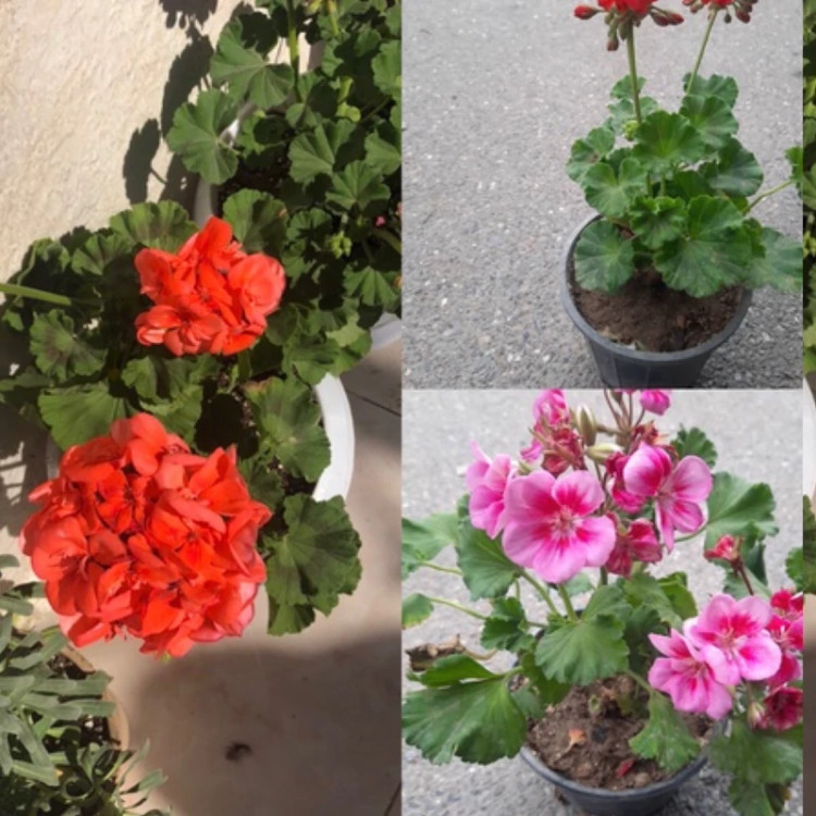 بوته گل شمعدانی