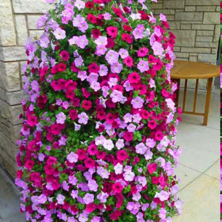 بوته گل اطلسی
