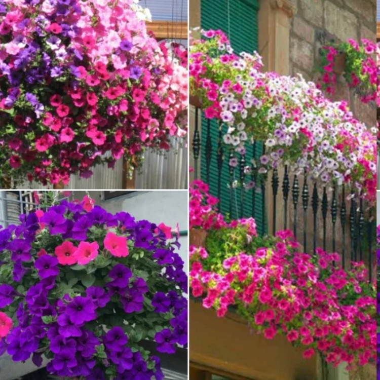 بوته گل اطلسی