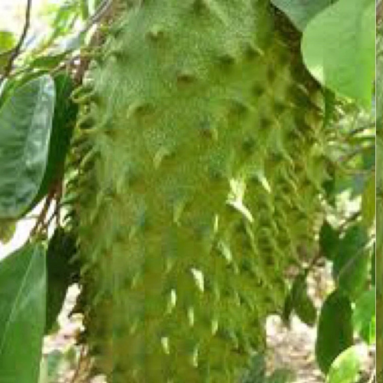 نهال سورسوپ