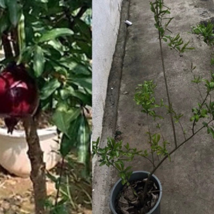 نهال انار سیاه