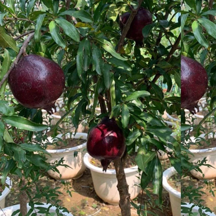 نهال انار سیاه