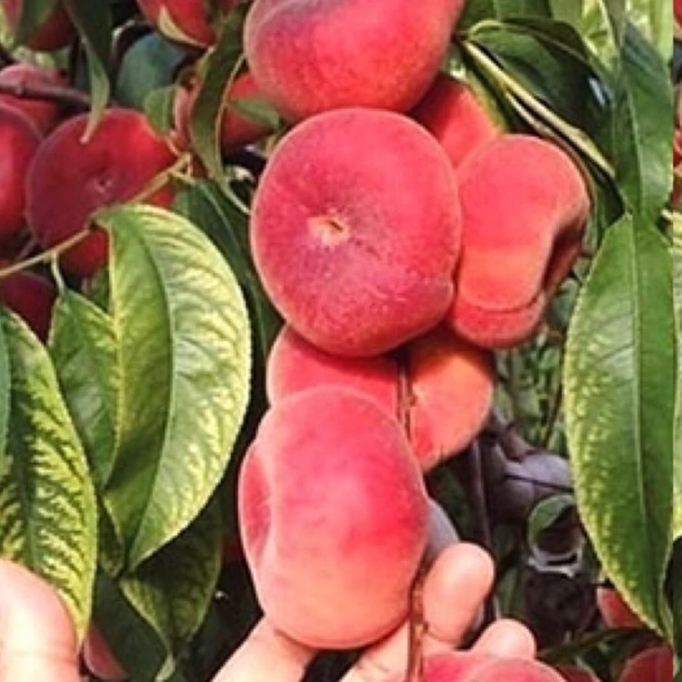 نهال هلو انجیری